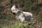 SKYE TERRIER 091